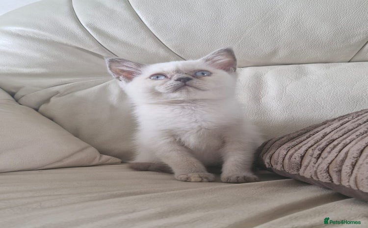 British Shorthair cats - Advert 12