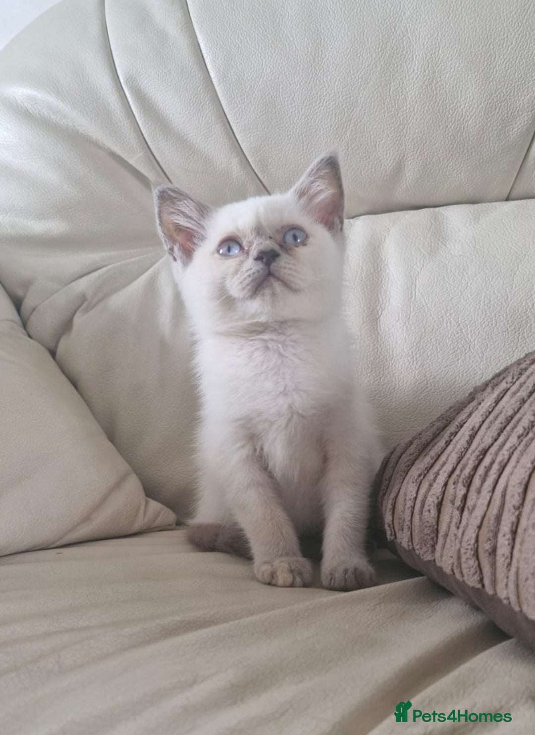 British Shorthair cats for sale: Rare breed British shorthair  - Image 1