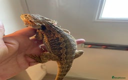 Bearded Dragon reptiles for sale: Baby bearded dragons need loving homes - Image 5