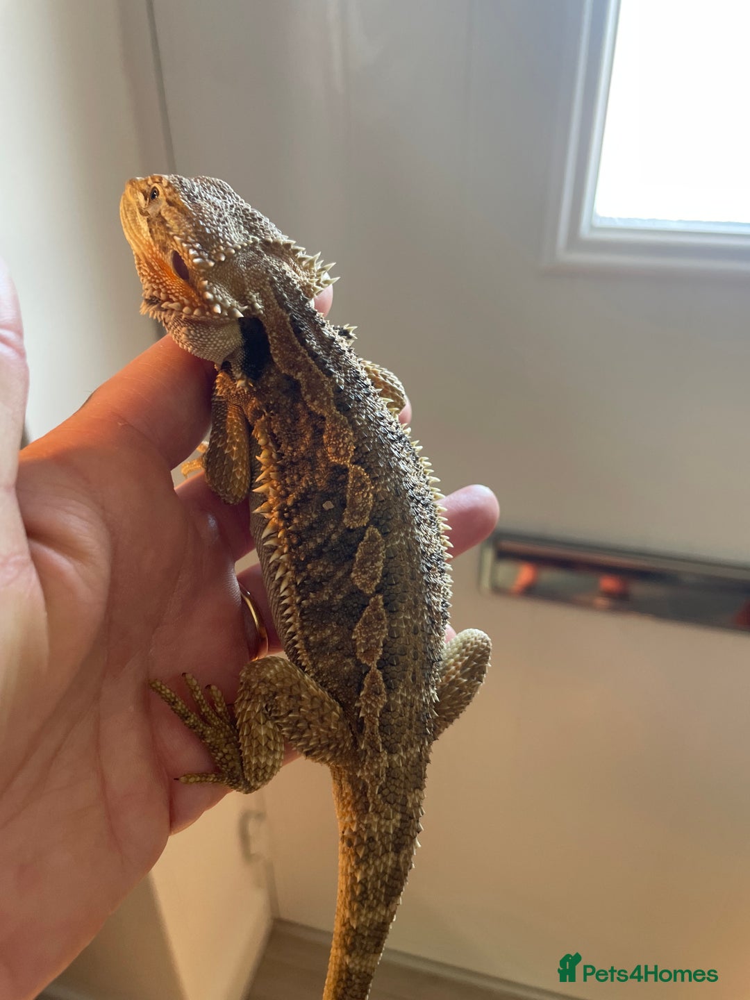 Bearded Dragon reptiles for sale: Baby bearded dragons need loving homes - Image 5
