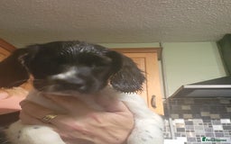 English Springer Spaniel dogs for sale: English springer spaniel pups  - Advert 18