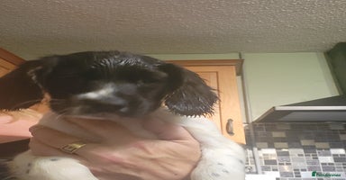 English Springer Spaniel dogs - Advert 9