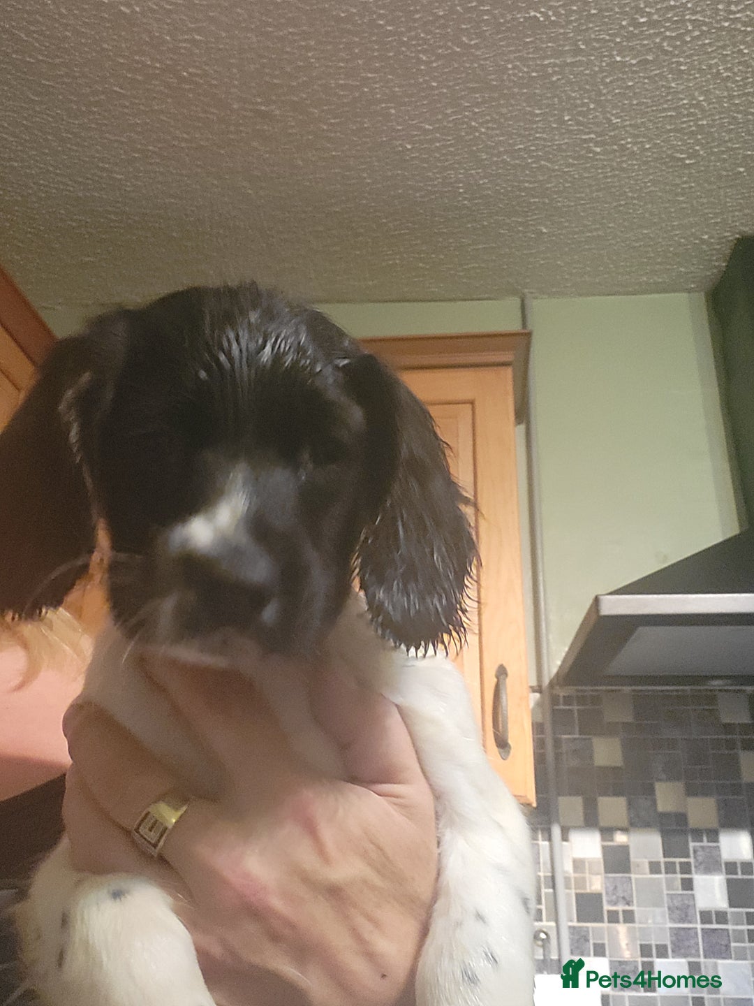 English Springer Spaniel dogs for sale: English springer spaniel pups  - Advert 18