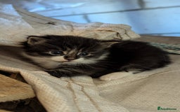 Mixed Breed cats for sale: Fluffy kittens for sale - Image 8