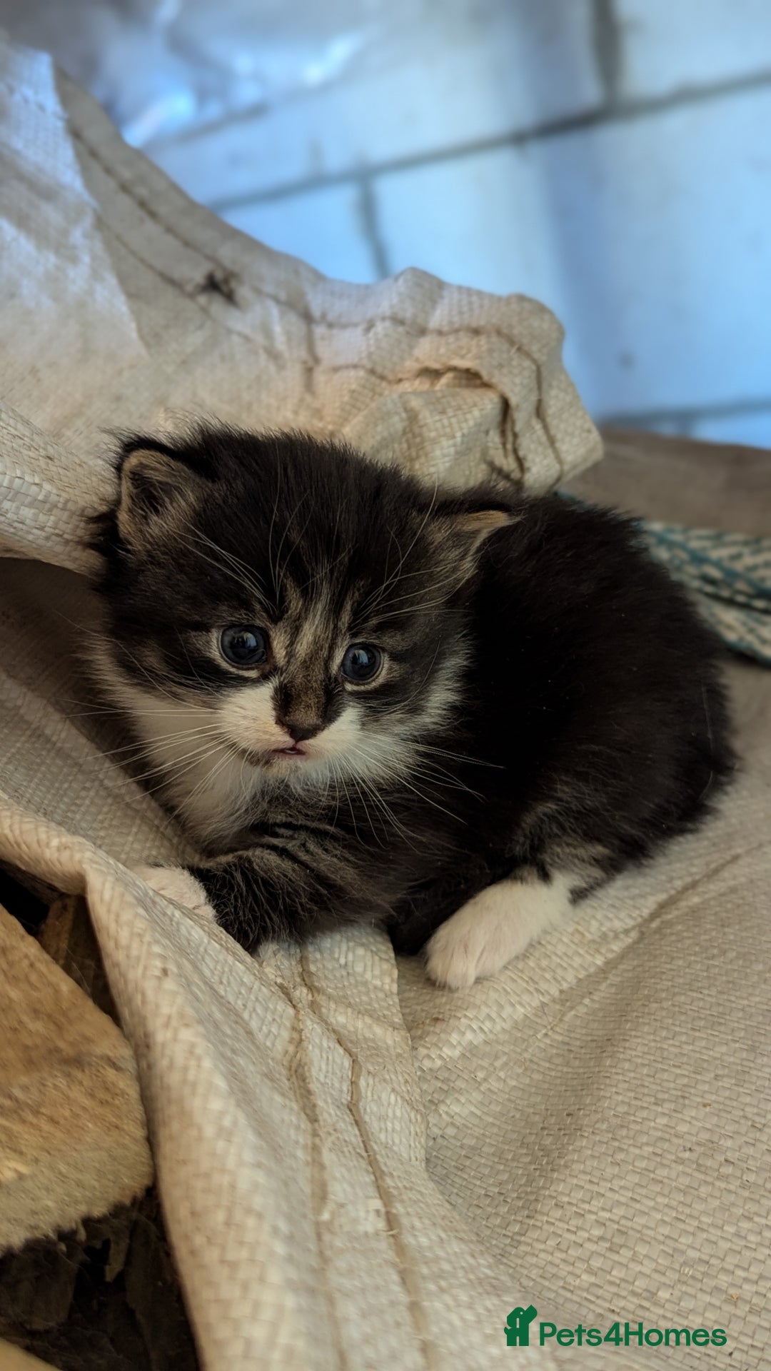 Mixed Breed cats for sale: Fluffy kittens for sale - Image 8