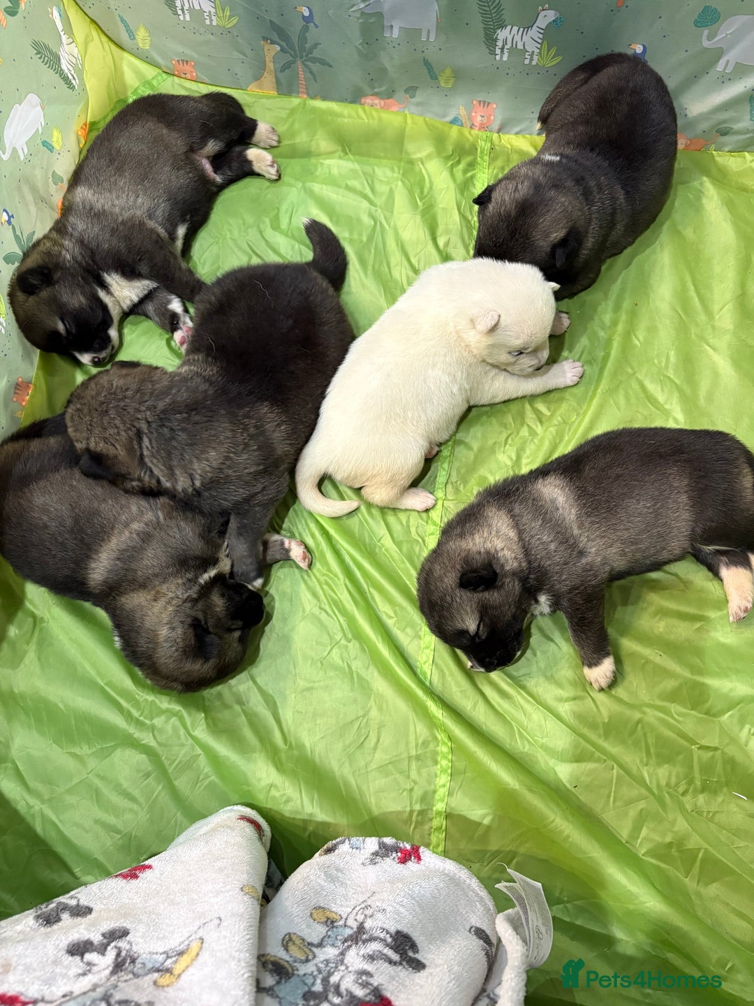 Huskita dogs for sale: american akuta X husky - Advert 24