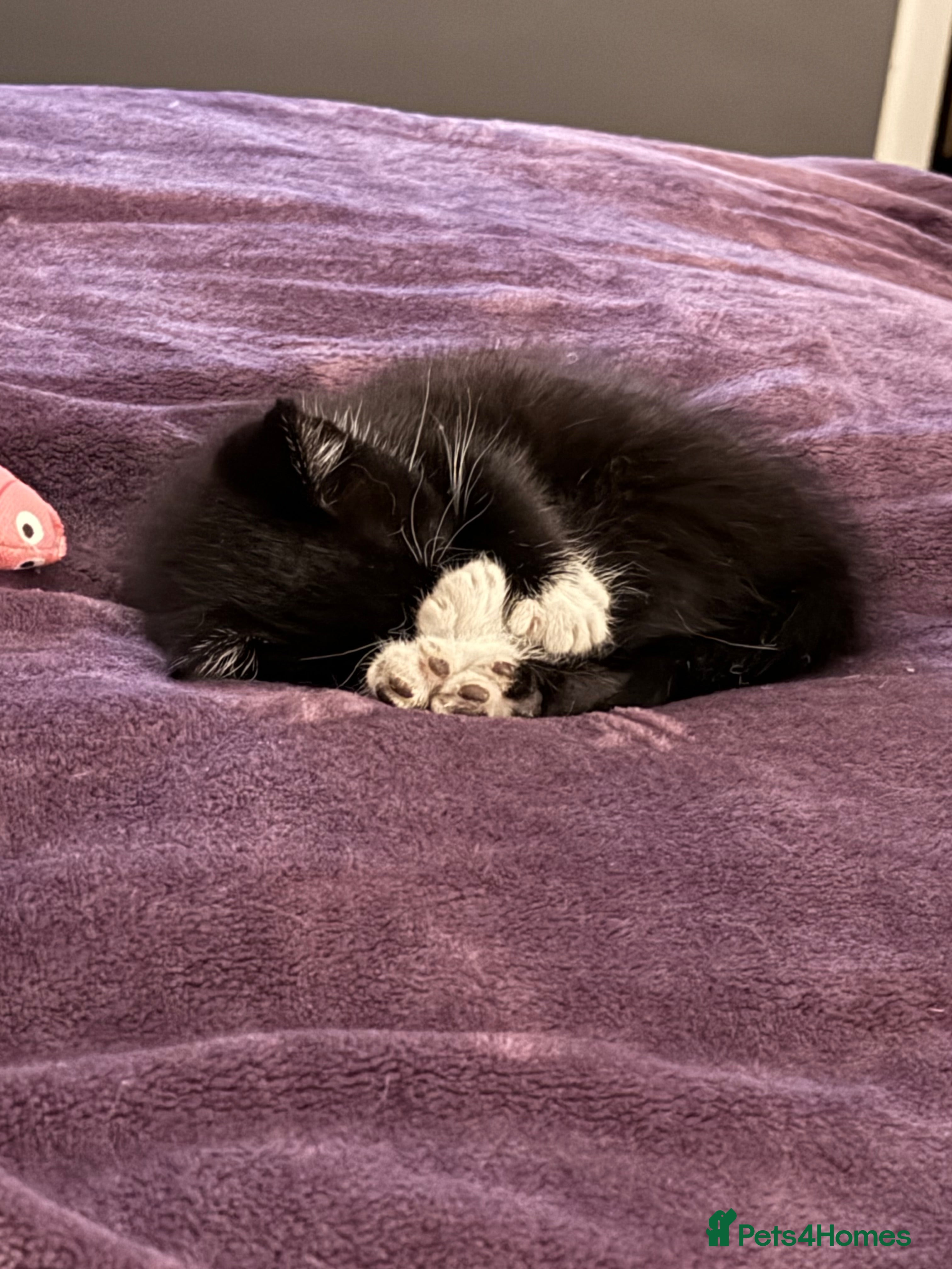 Mixed Breed cats 🐾 Adorable Baby Cat  - Advert 13