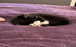 Mixed Breed cats for sale: 🐾 Adorable Baby Cat  - Image 1