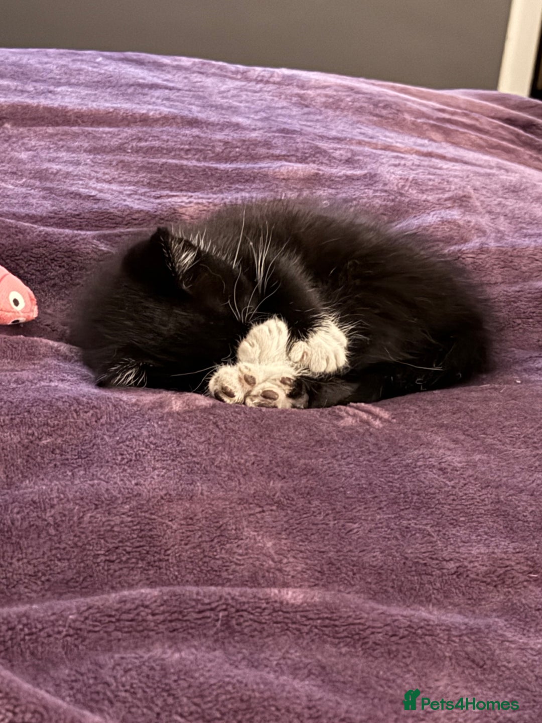 Mixed Breed cats for sale: 🐾 Adorable Baby Cat  - Image 1