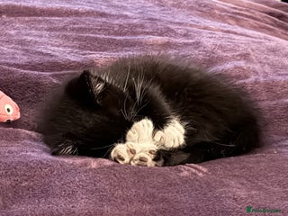 Mixed Breed cats - Advert 1