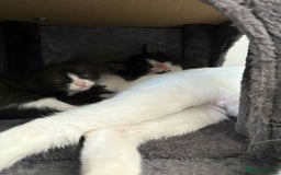 British Shorthair cats for sale: 2 kittens for sale  - Image 2