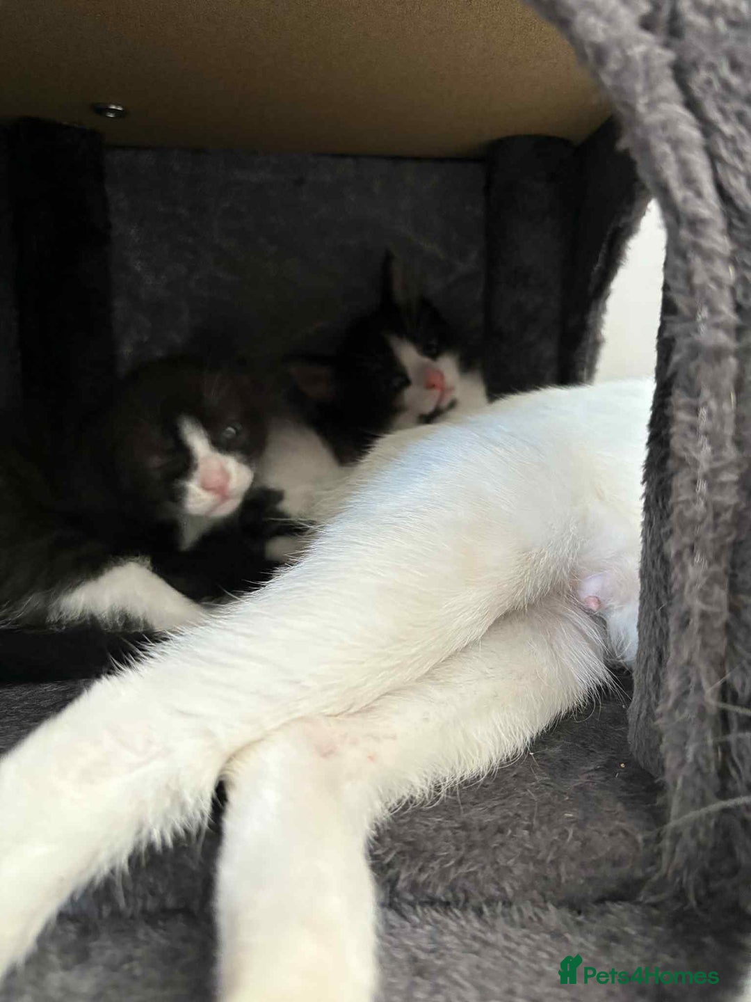 British Shorthair cats for sale: 2 kittens for sale  - Image 2