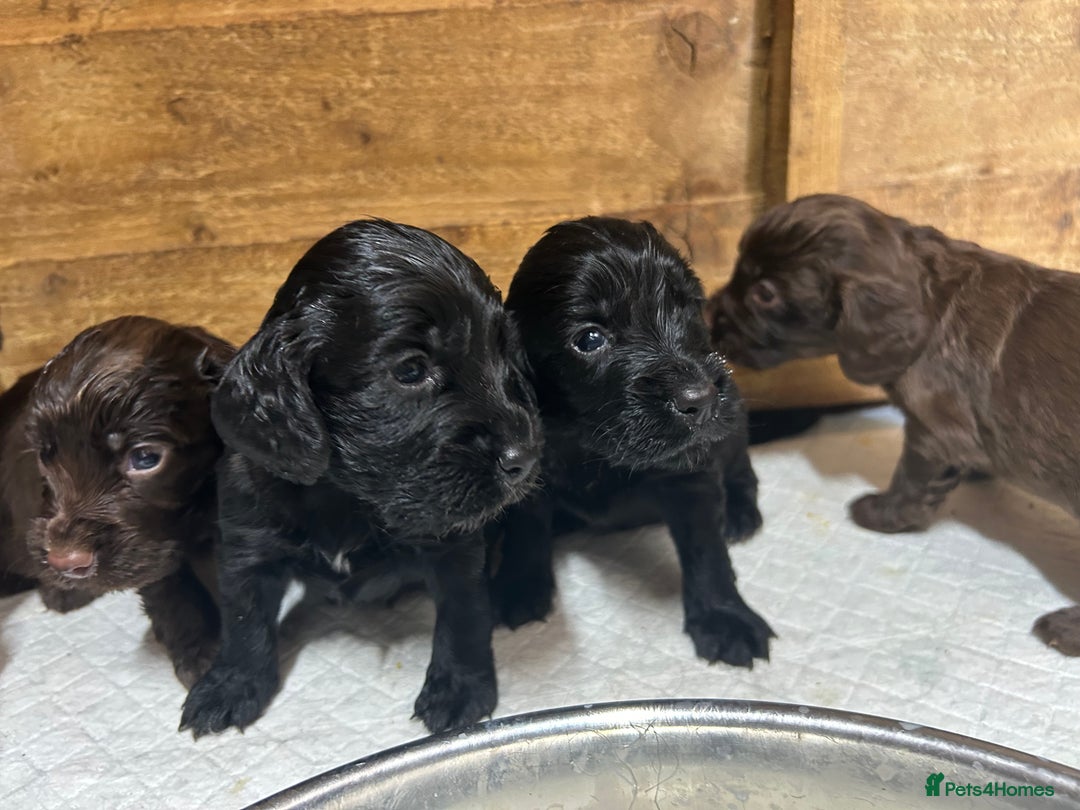 Cocker Spaniel dogs for sale: Beautiful litter  - Image 4