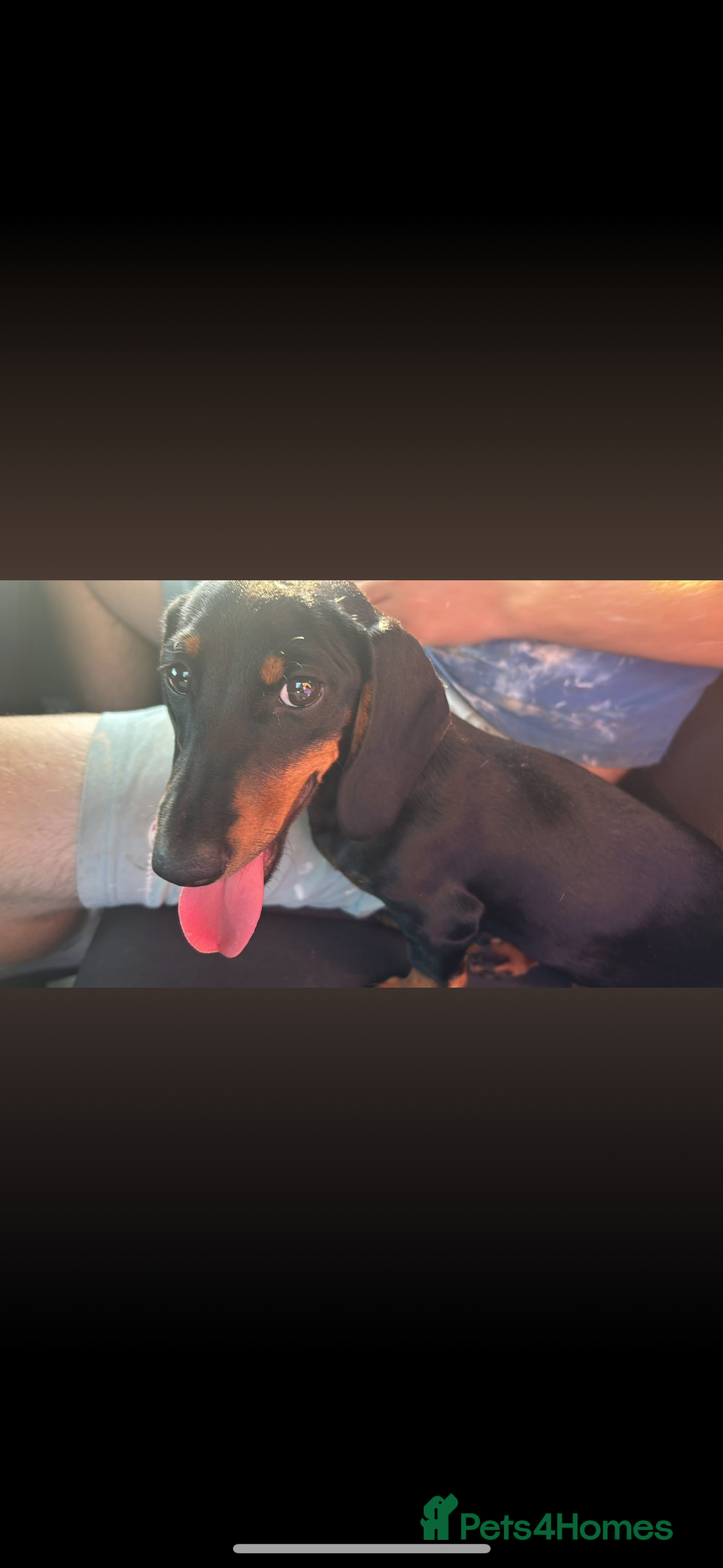 Dachshund dogs for sale: 10 month old girl  - Advert 3