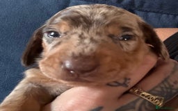 Miniature Dachshund dogs for sale: Miniature dapple dachshund  - Image 4