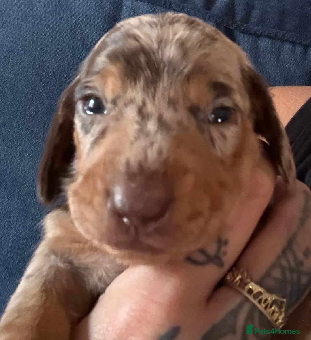 Miniature Dachshund dogs for sale: Miniature dapple dachshund  - Image 4