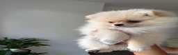 Pomeranian dogs for sale: ❤️Stunning Teddy  Bear Pomeranian girls ❤️ - Advert 13