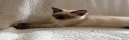 Ragdoll cats for sale: Ready to go beautiful ragdoll kittens in Wembley - Advert 6