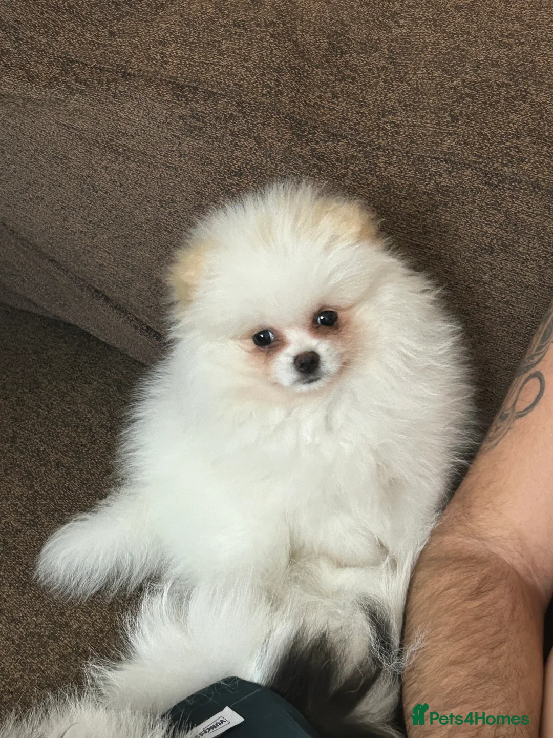 Pomeranian dogs for sale: Pomeranian Female Ready - Advert 4