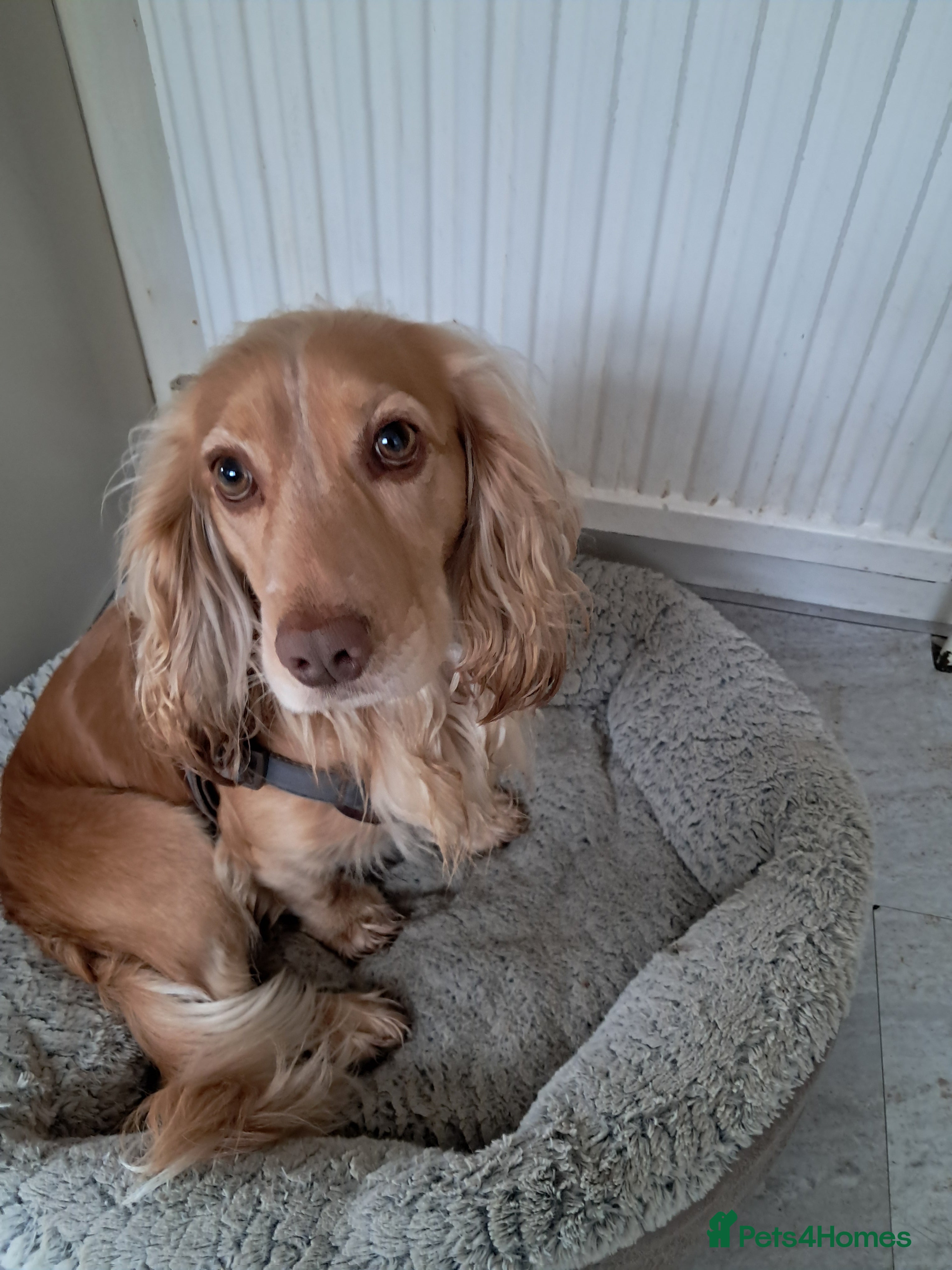 Cocker Spaniel dogs Cocker spaniel male 2 years old - Advert 1