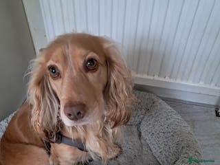 Cocker Spaniel dogs Cocker spaniel male 2 years old - Advert 2