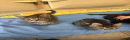 Mixed Breed cats for sale: Litter of 5 kittens looking for forever homes🐈‍⬛ in Strathaven - Advert 8