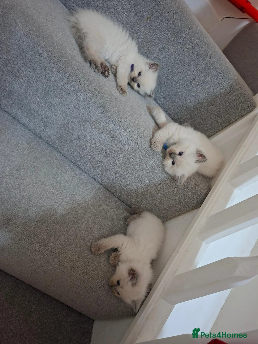 Ragdoll cats for sale: Beautiful Ragdoll kittens  - Advert 4