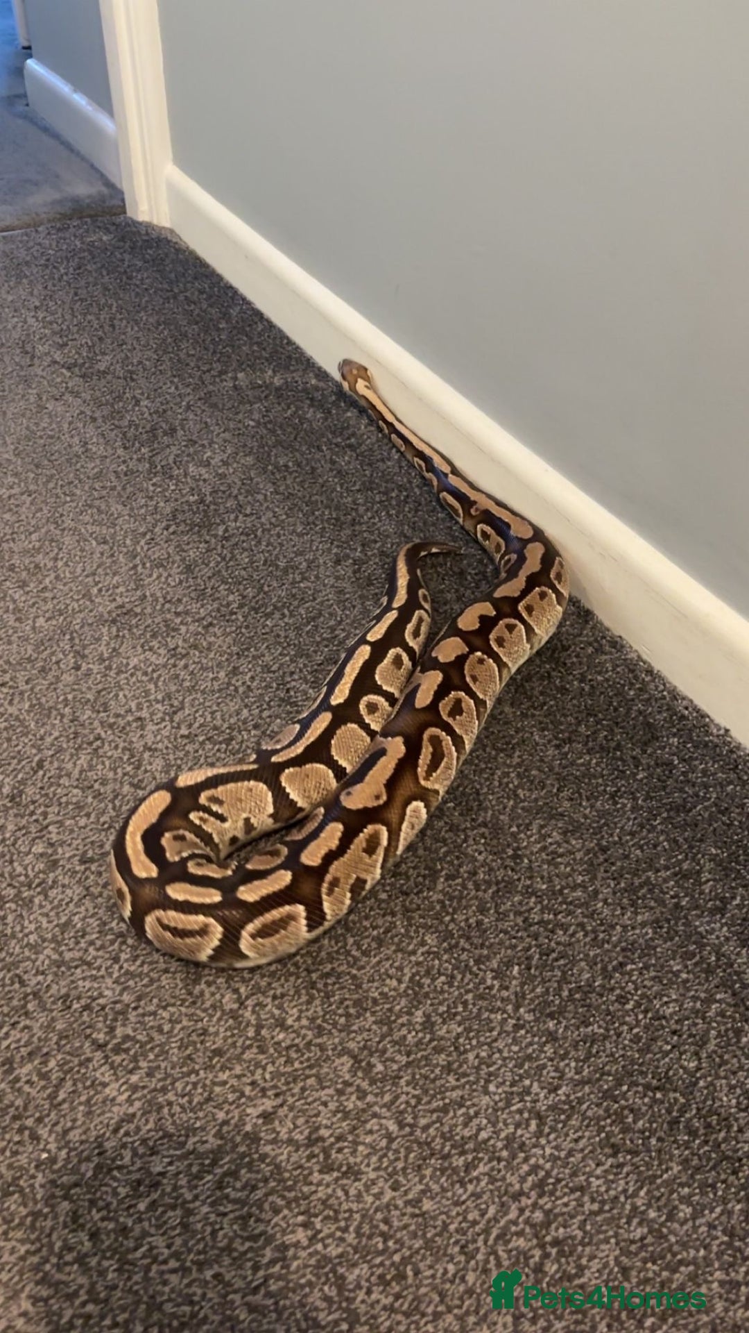 Python Snake reptiles for sale: Royal Python Pair +Full setups  - Image 7