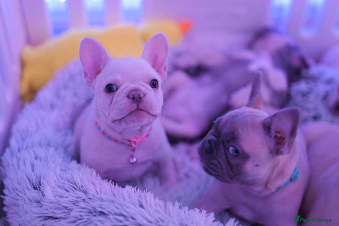 French Bulldog dogs for sale: KC French Bulldog Ready Now ! - Image 16