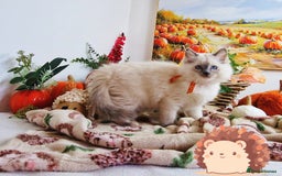 Ragdoll cats for sale: GCCF Ragdoll Kittens - Outstanding!  - Image 40