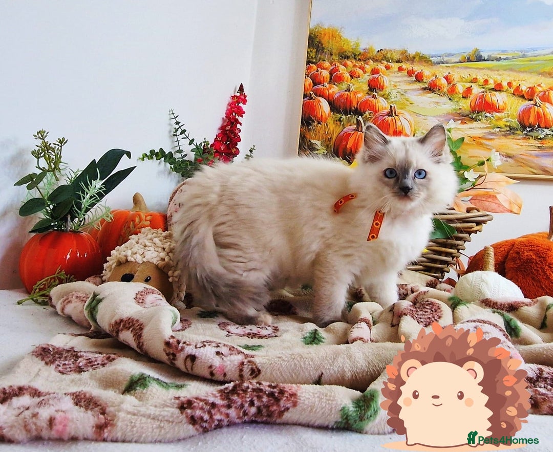 Ragdoll cats for sale: GCCF Ragdoll Kittens - Outstanding!  - Image 40