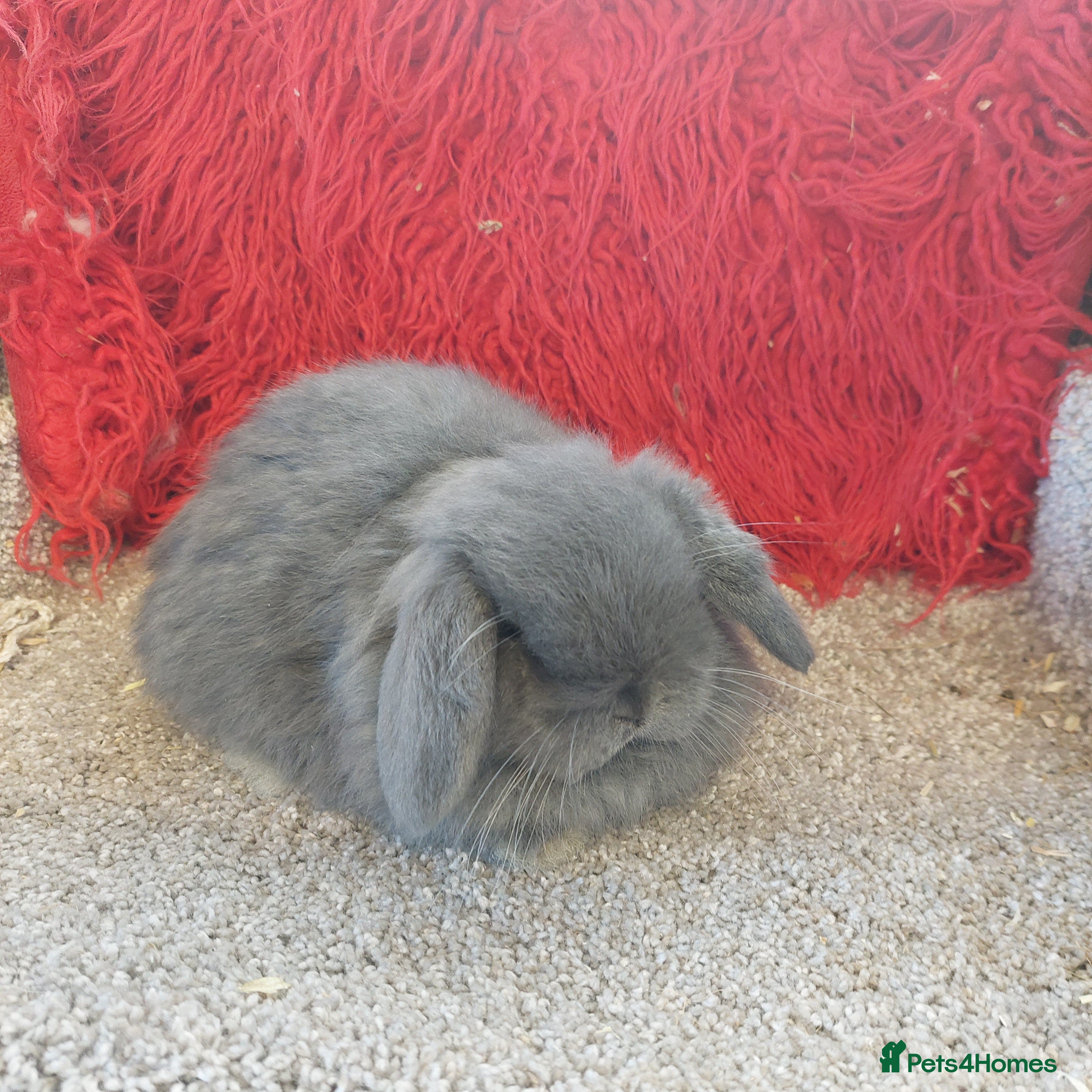Mini Lop rabbits 2 Blue  Pure bred Minilop babys ready to reserve  - Advert 18