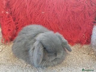 Mini Lop rabbits 2 Blue Pure bred Minilop babys ready to reserve - Advert 18
