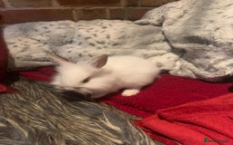 Dwarf Lop rabbits for sale: Dwraf Buinnes for Sale  - Advert 5