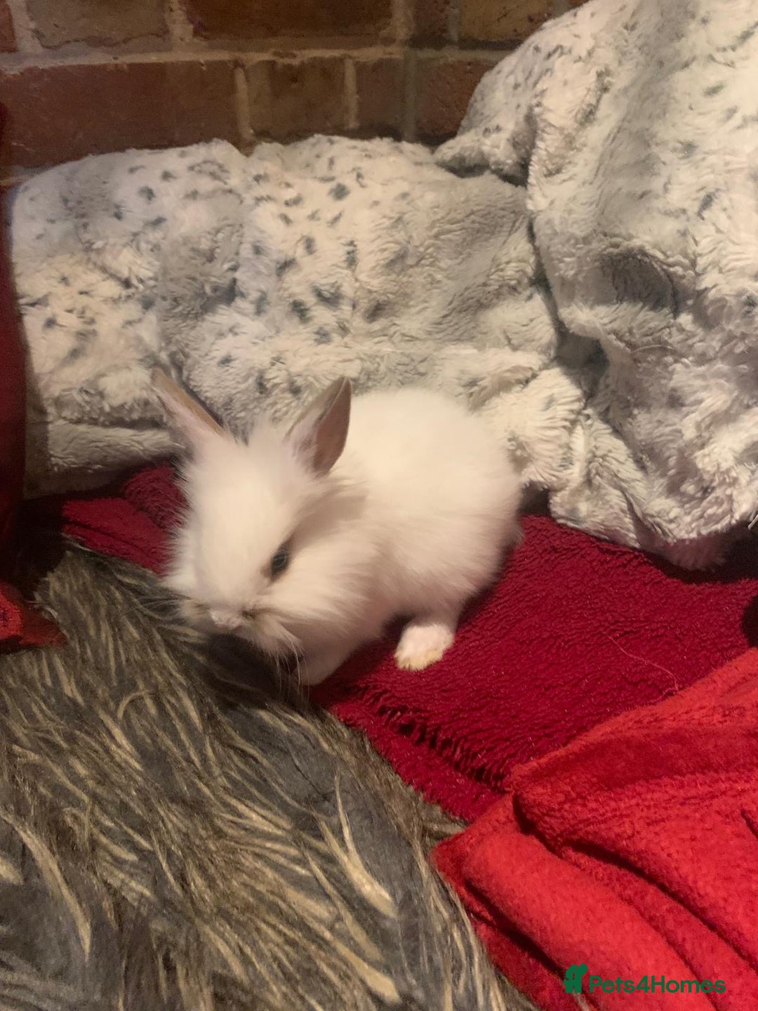 Dwarf Lop rabbits for sale: Dwraf Buinnes for Sale  - Advert 5