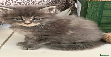 Maine Coon cats - Advert 13