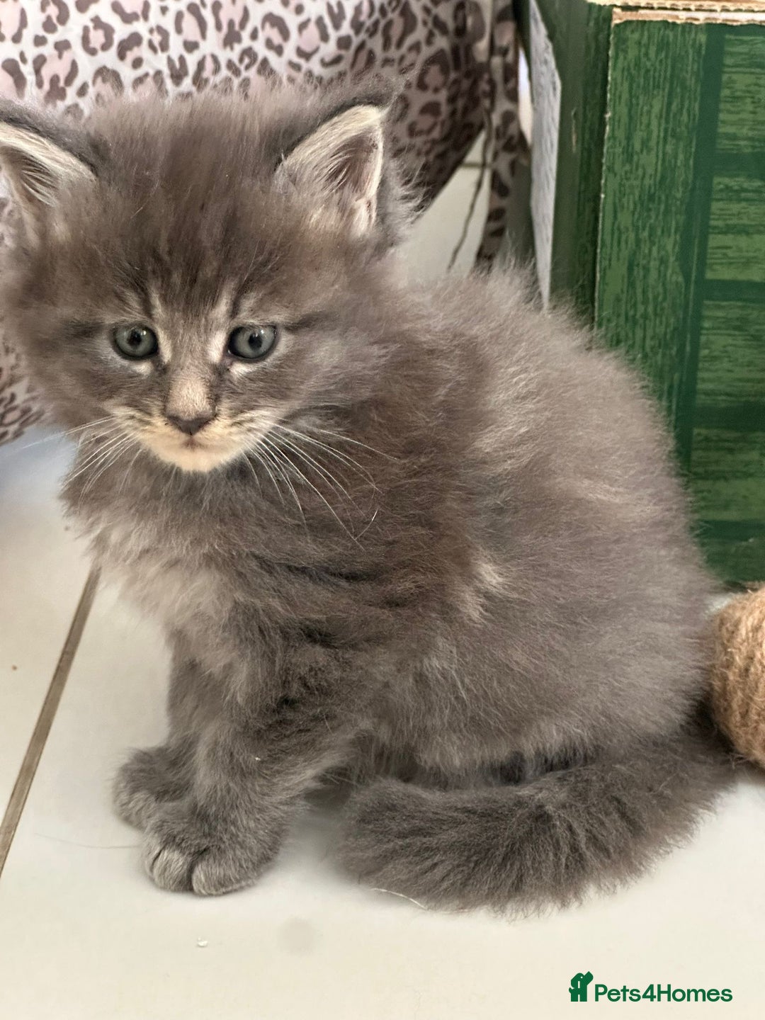 Maine Coon cats for sale: Stunning Mainecoon Kittens - Image 3