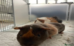 Guinea Pig rodents for sale: 2 Male Guinea Pigs for sale  - Image 4