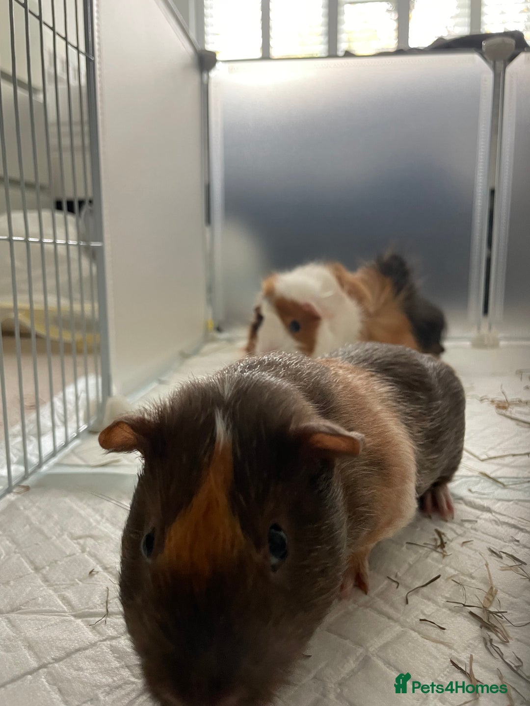 Guinea Pig rodents for sale: 2 Male Guinea Pigs for sale  - Image 4