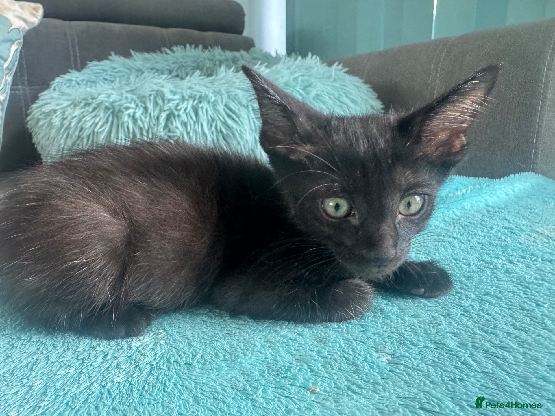 Mixed Breed cats Beautiful litter is Siamese mixed breed kittens - Advert 2