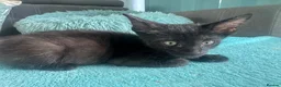 Mixed Breed cats for sale: Beautiful litter is Siamese mixed breed kittens - Advert 1
