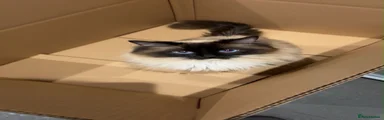 Ragdoll 1