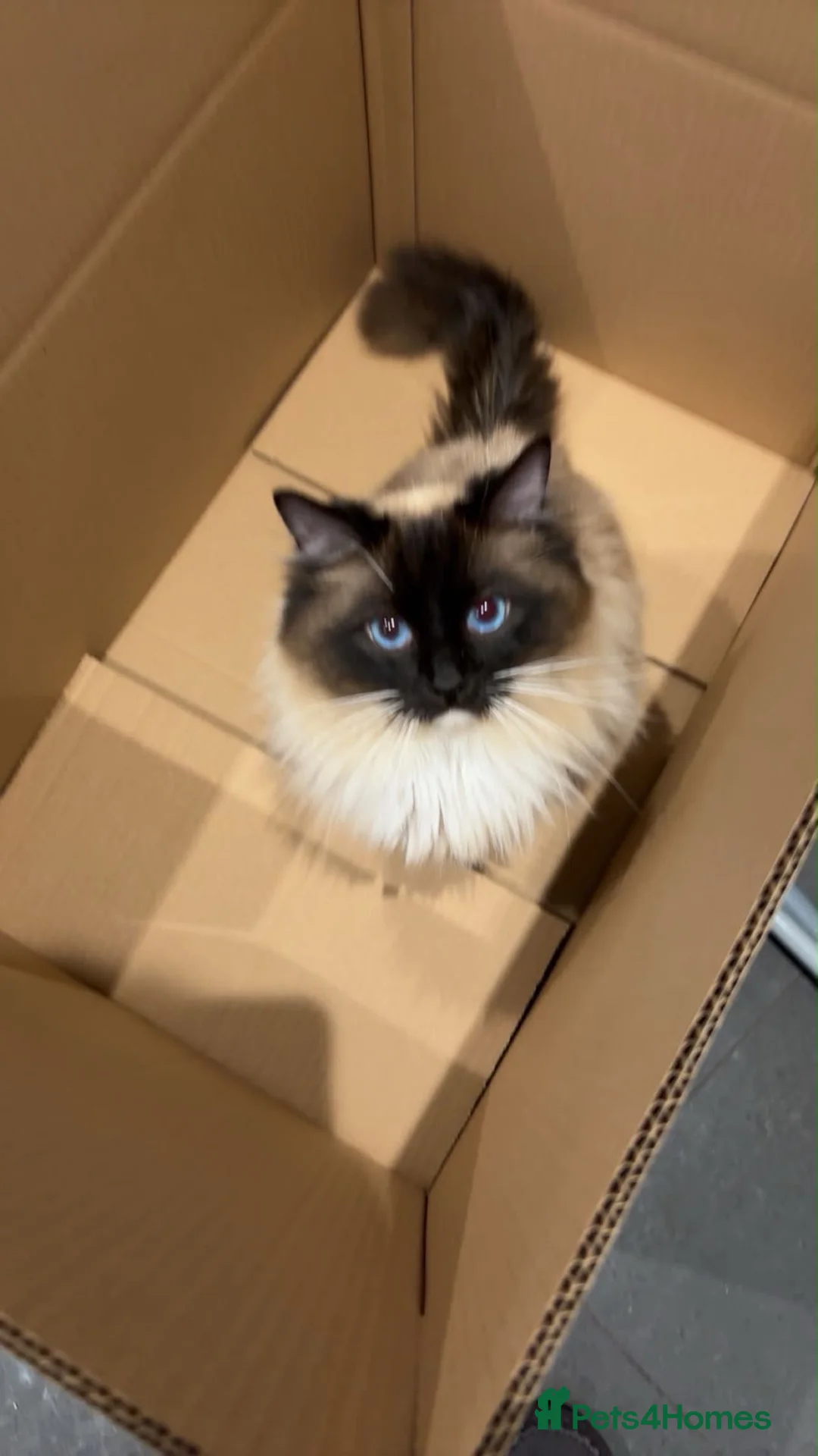 Ragdoll cats for sale: The ragdoll cat Tofu - Advert 2