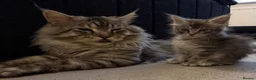 Maine Coon cats for adoption: beautiful, playful Maine coon kittens - Advert 2