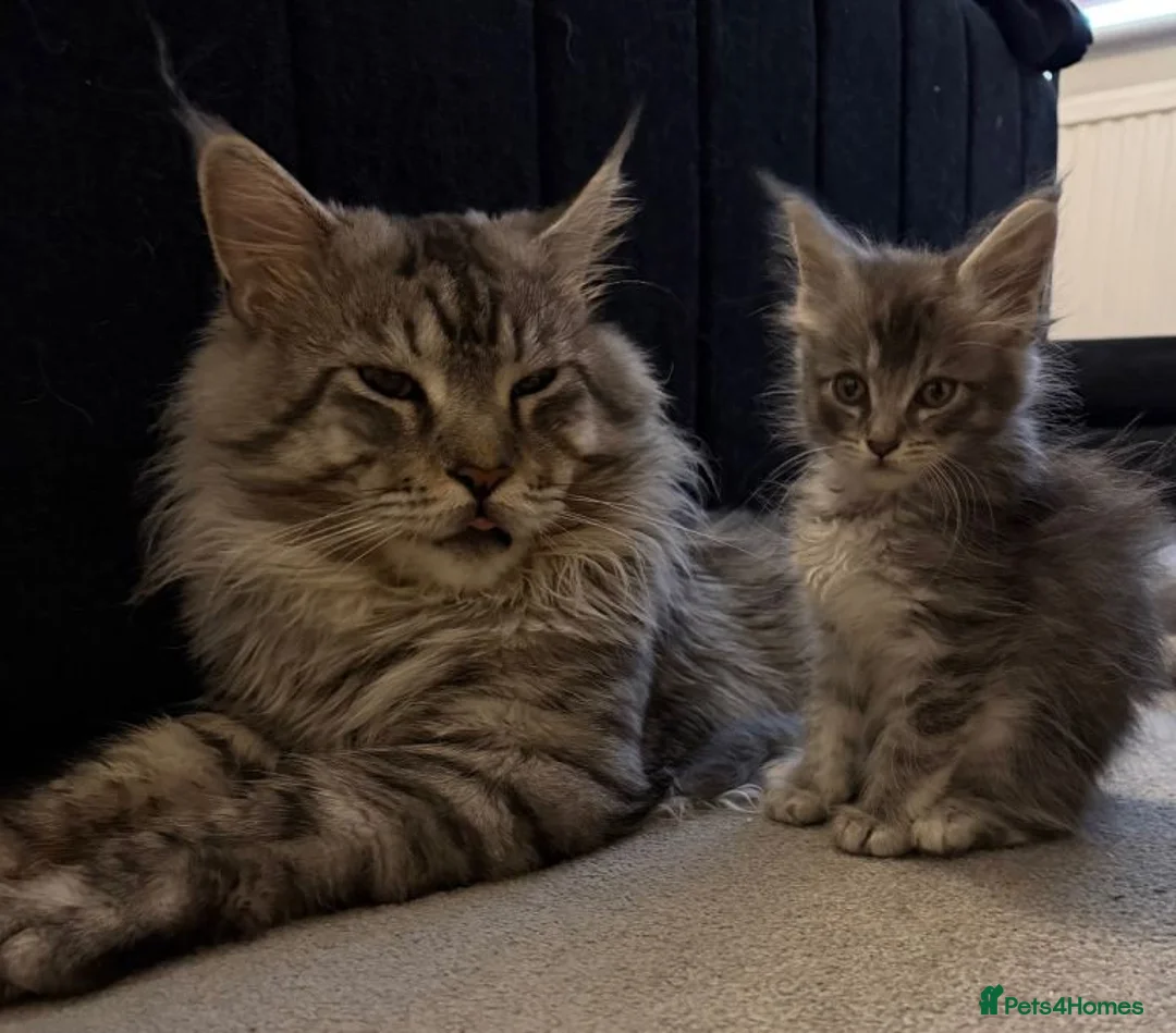 Maine Coon cats for adoption: beautiful, playful Maine coon kittens - Advert 2