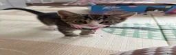 Mixed Breed cats for sale: Ginger boy, tabby girl in Waterlooville - Advert 2