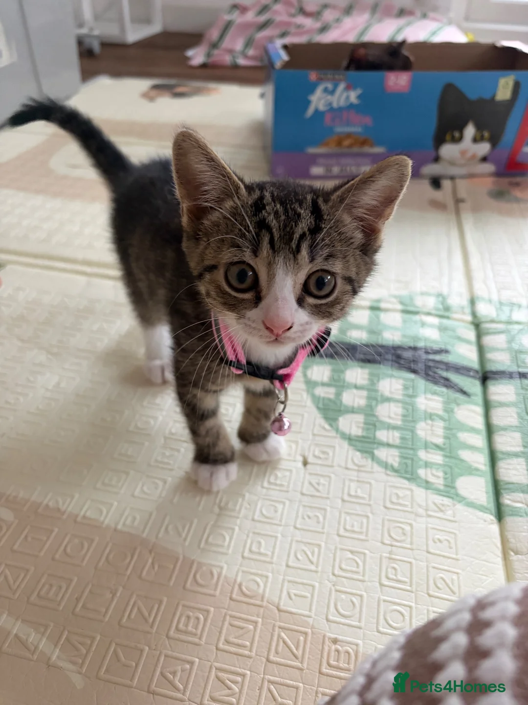 Mixed Breed cats for sale: Ginger boy, tabby girl in Waterlooville - Advert 2