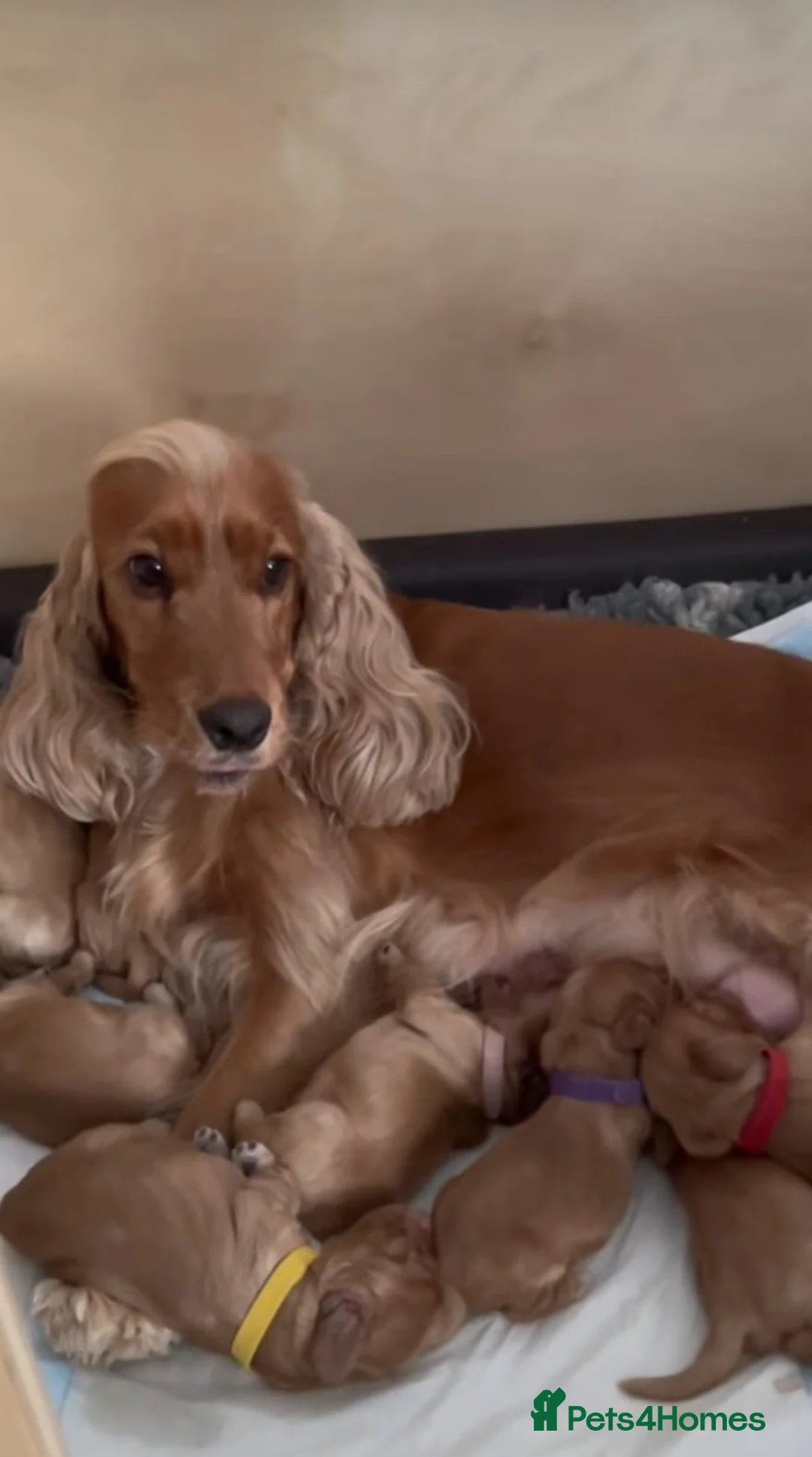 Cocker Spaniel dogs for sale: STUNNING SHOW TYPE COCKER SPANIELS in Oldham - Advert 4