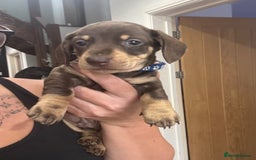 Miniature Dachshund dogs for sale: BEAUTIFUL MINIATURE DACHSHUND PUPPIES - Image 6