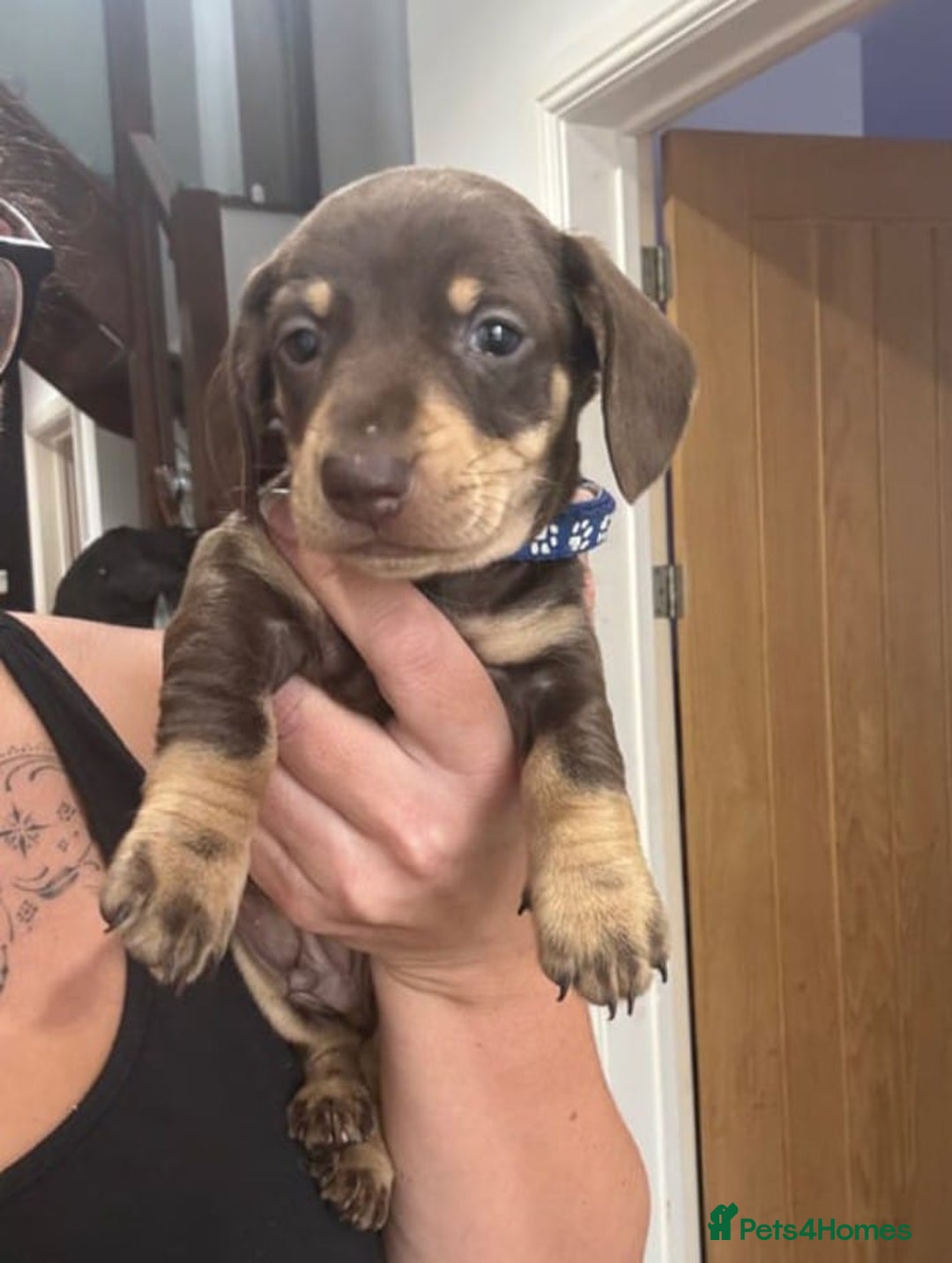 Miniature Dachshund dogs for sale: BEAUTIFUL MINIATURE DACHSHUND PUPPIES - Image 6